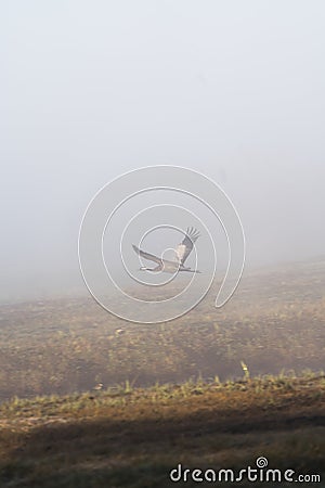 Birds under fog Stock Photo