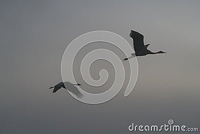 Birds under fog Stock Photo