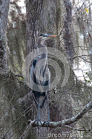 Birds USA. Night Heron long legged bird in green plants, trees, swamp, Louisiana Stock Photo