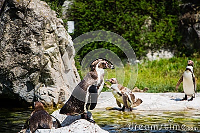 Penguins in Vienna Zoo Stock Photo