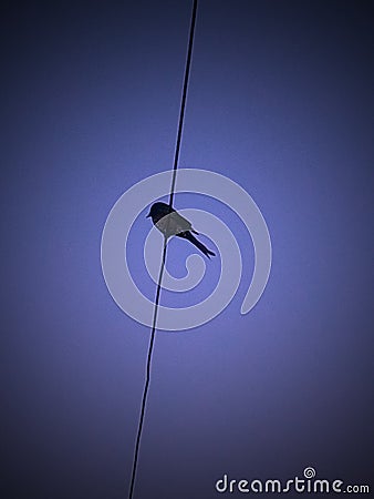 A birds on vire. Stock Photo