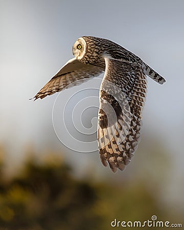 Wings of Wonder: Exploring the Fascinating World of Birds Stock Photo