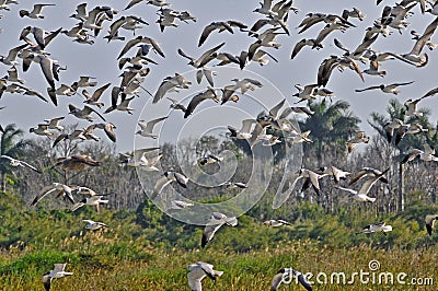 Birds of the Wetlands of Cutler Bay Stock Photo