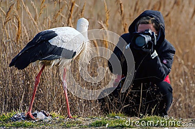 Birds - White Stork Ciconia ciconia with the photographer Editorial Stock Photo