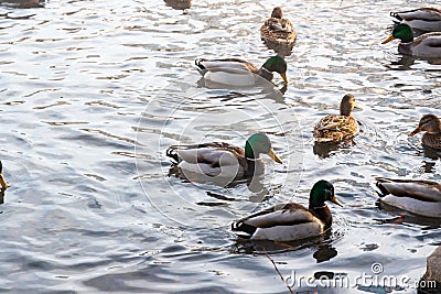 Birds wild ducks and drakes swim in the autumn pond. Waves and glare on the water. Fauna. Selective focus Stock Photo