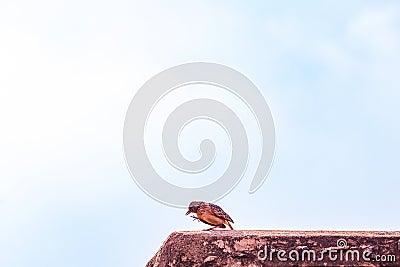 Birds Wildlife Animals Fauna Nature Of The Nairobi National Park Kenya East African Stock Photo