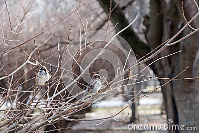 Birds in wildlife. View of beautiful bird which sits on a branch under sunlight landscape. Stock Photo