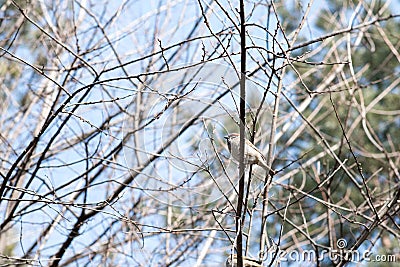 Birds in wildlife. View of beautiful bird which sits on a branch under sunlight landscape. Stock Photo