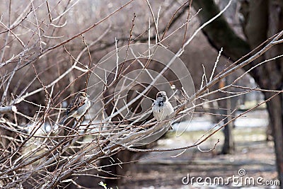 Birds in wildlife. View of beautiful bird which sits on a branch under sunlight landscape. Stock Photo