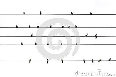 Birds on a wire Stock Photo