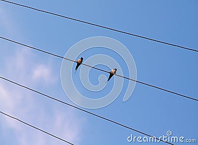 Birds on the wire Stock Photo