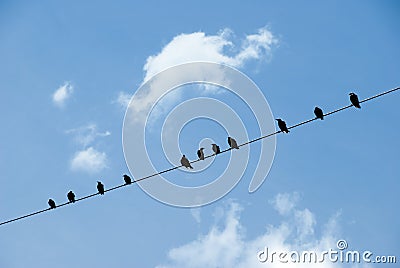 Birds on a wire Stock Photo