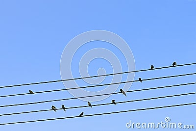 Birds on a wire Stock Photo