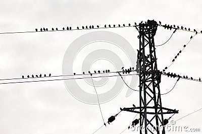 Birds on wire Stock Photo