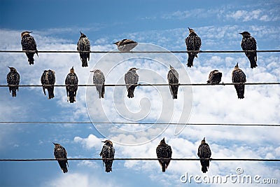 Birds on a Wire. Stock Photo