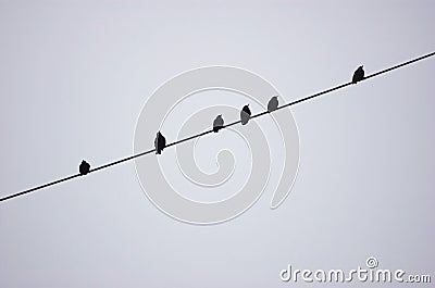 Birds on a wire Stock Photo