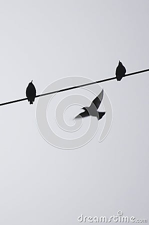 Birds on a wire Stock Photo