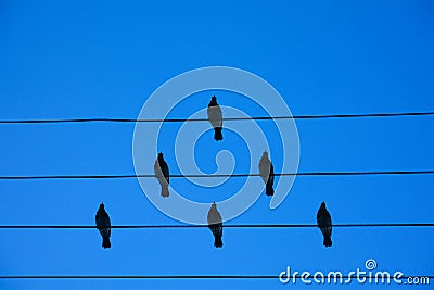 Birds on the wire. Birds on a wire on a background of blue sky. The concept of teams and teamwork, not like everyone else, and a Stock Photo