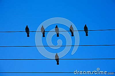 Birds on the wire. Birds on a wire on a background of blue sky. The concept of teams and teamwork, not like everyone else, and a Stock Photo