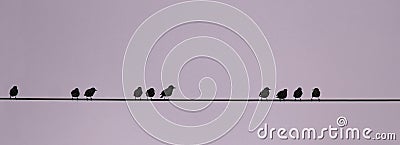 Birds on a wire, numerical sequence Stock Photo