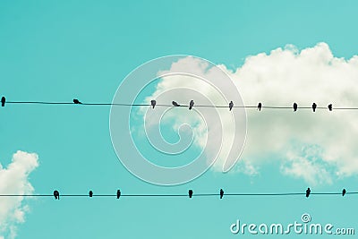 Birds on a Wire Stock Photo