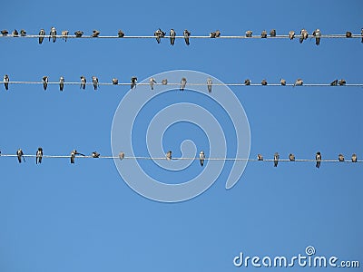 Birds on the wires Stock Photo