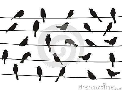 Birds on wires Vector Illustration