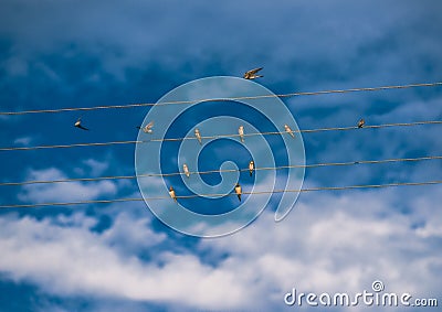 Birds on wires small birds on lines like musical keys Stock Photo