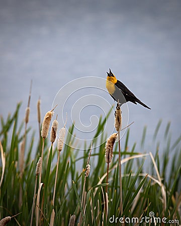 Birds Yellow Headed Blackbird, Saratoga Lake Wetlands, Wyoming Stock Photo