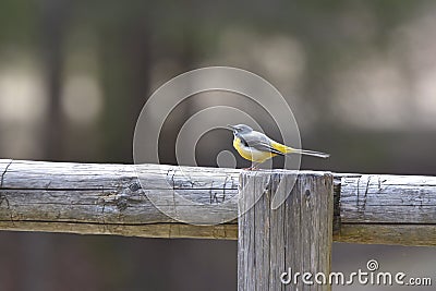 Birds - Yellow Wagtail Motacilla flava Stock Photo