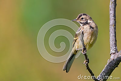 Birds - Yellow Wagtail Motacilla flava. Sitting on a stick Stock Photo