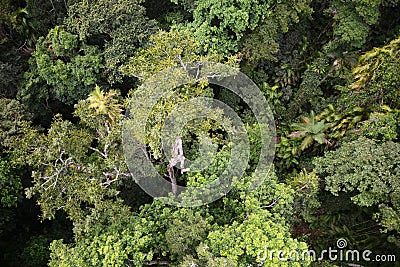 A birdseye view of an Australian rain forest Stock Photo