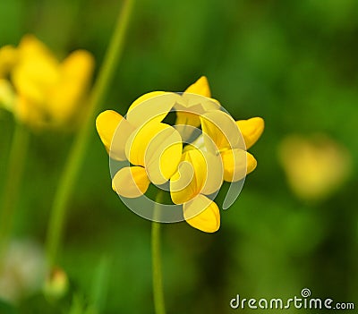 Birdsfoot trefoil is a small, delicate looking yellow wildflower i Stock Photo