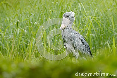 Birdwatching in Africa. Shoebill, Balaeniceps rex, portrait of big beak bird, Congo. Detail wildlife scene from Central Africa. Ra Stock Photo