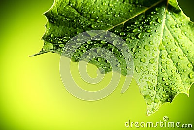 Leaf Stock Photo