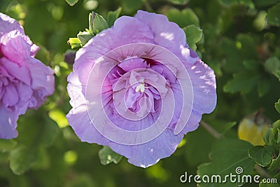 Birght pink mallow flower on sunlight Stock Photo