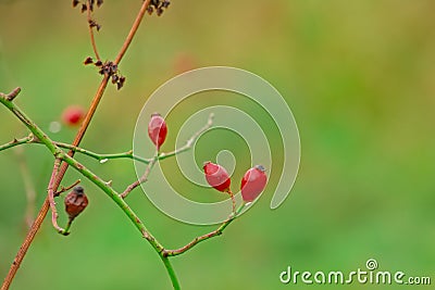 Birght red rosehip berries on a green background Stock Photo