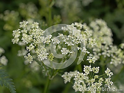 Birght white cow parsley flower screens Stock Photo
