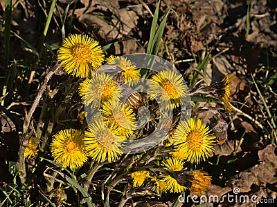 Birght yellow coltsfoot flowers, selective focus Stock Photo