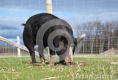 Birkshire Hog Stock Photo