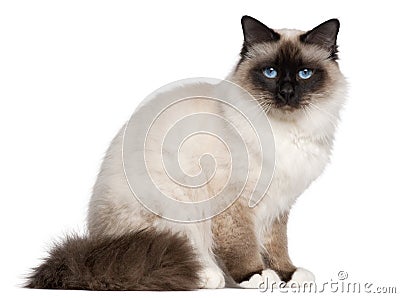 Birman cat, 1 year old, sitting Stock Photo