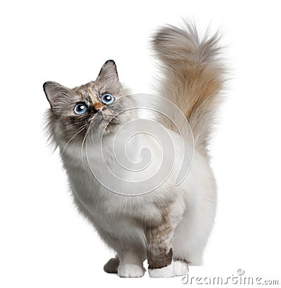 Birman cat, 11 months old Stock Photo