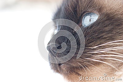 Birman cat Stock Photo