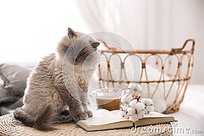 Birman cat and book on wicker pouf at home Stock Photo