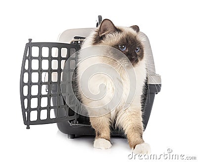 Birman cat and cage Stock Photo