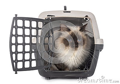 Birman cat and cage Stock Photo