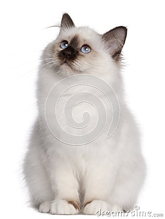 Birman kitten, 4 months old, sitting Stock Photo