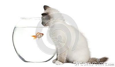 Birman Kitten looking in goldfish bowl Stock Photo