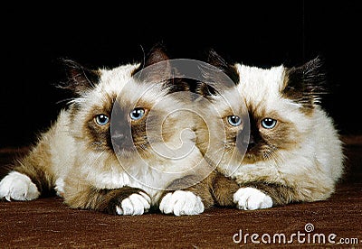 Birmanese Domestic Cat Stock Photo