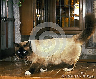 Birmanese Domestic Cat, Adult standing in Kitchen Stock Photo